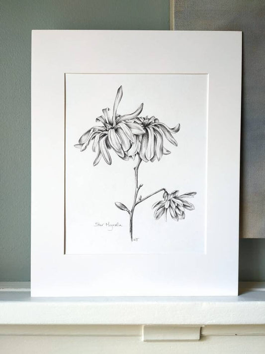 Star Magnolia - original botanical drawing, 8x10 inches