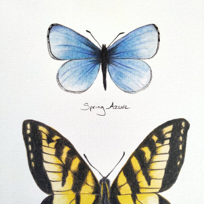 Butterflies of North America (blue azure & swallowtail) - Art Print