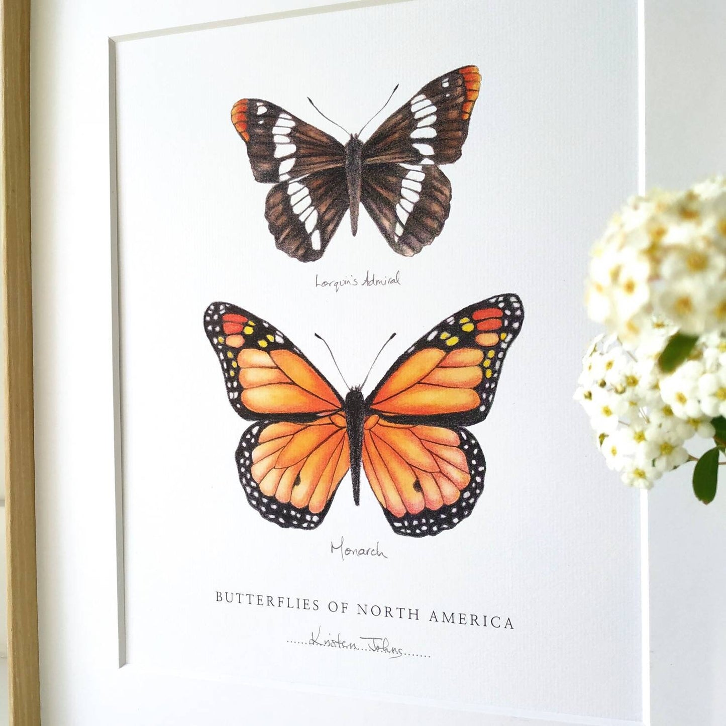 Butterflies of North America (admiral & monarch) - Art Print