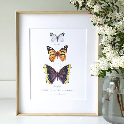 Butterflies of North America (pine white, painted lady & mourning cloak) - Art Print