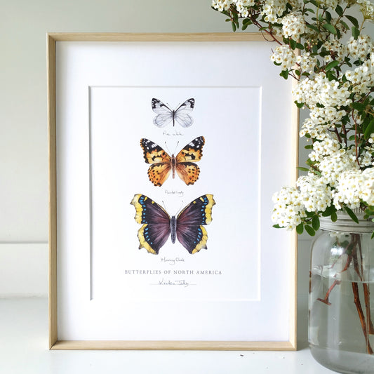 Butterflies of North America (pine white, painted lady & mourning cloak) - Art Print