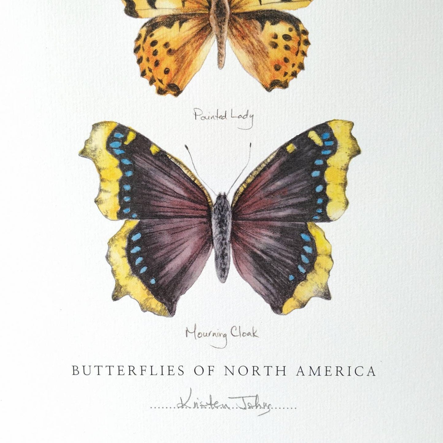 Butterflies of North America (pine white, painted lady & mourning cloak) - Art Print