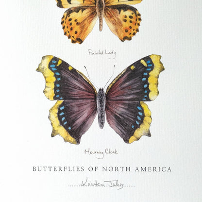 Butterflies of North America (pine white, painted lady & mourning cloak) - Art Print