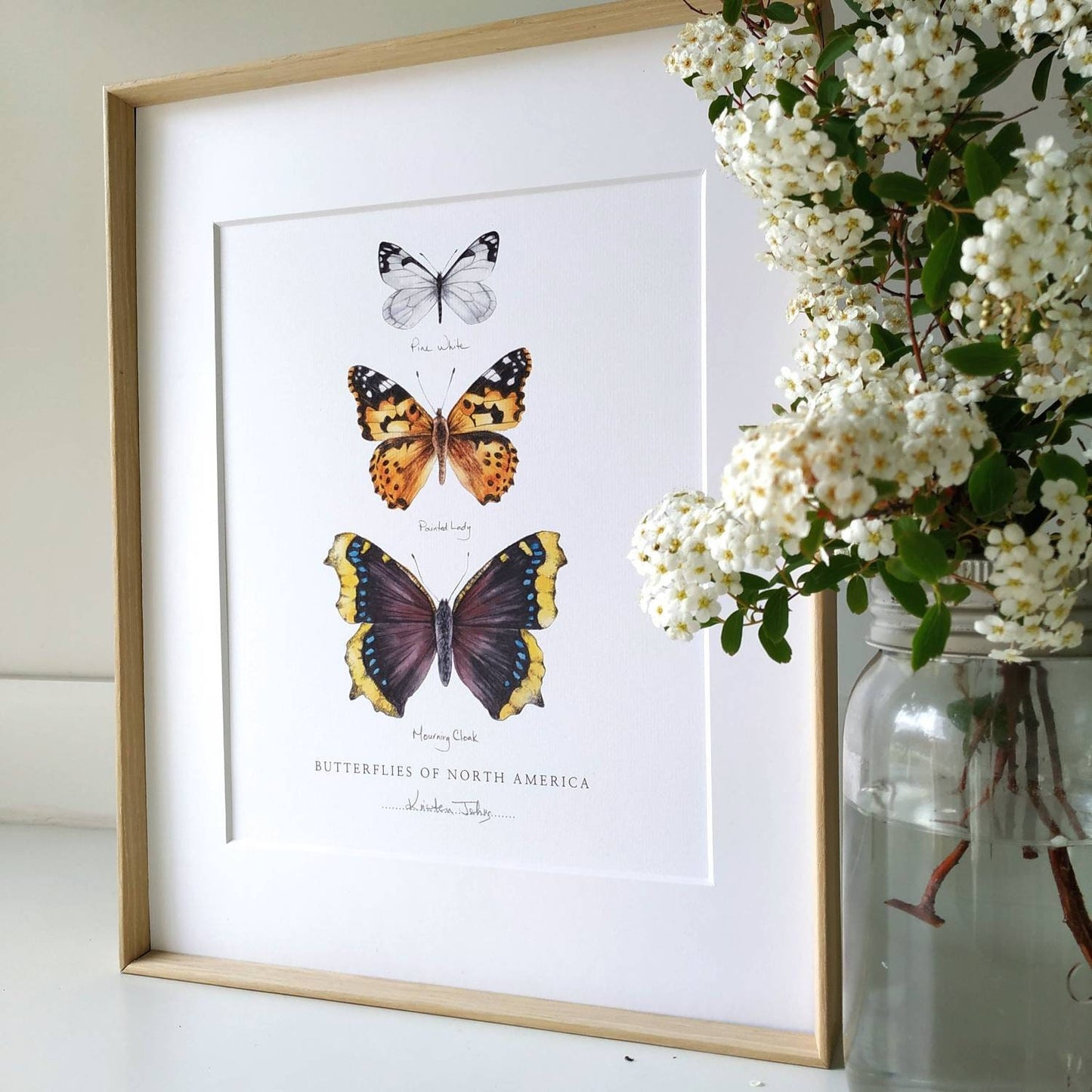 Butterflies of North America (pine white, painted lady & mourning cloak) - Art Print