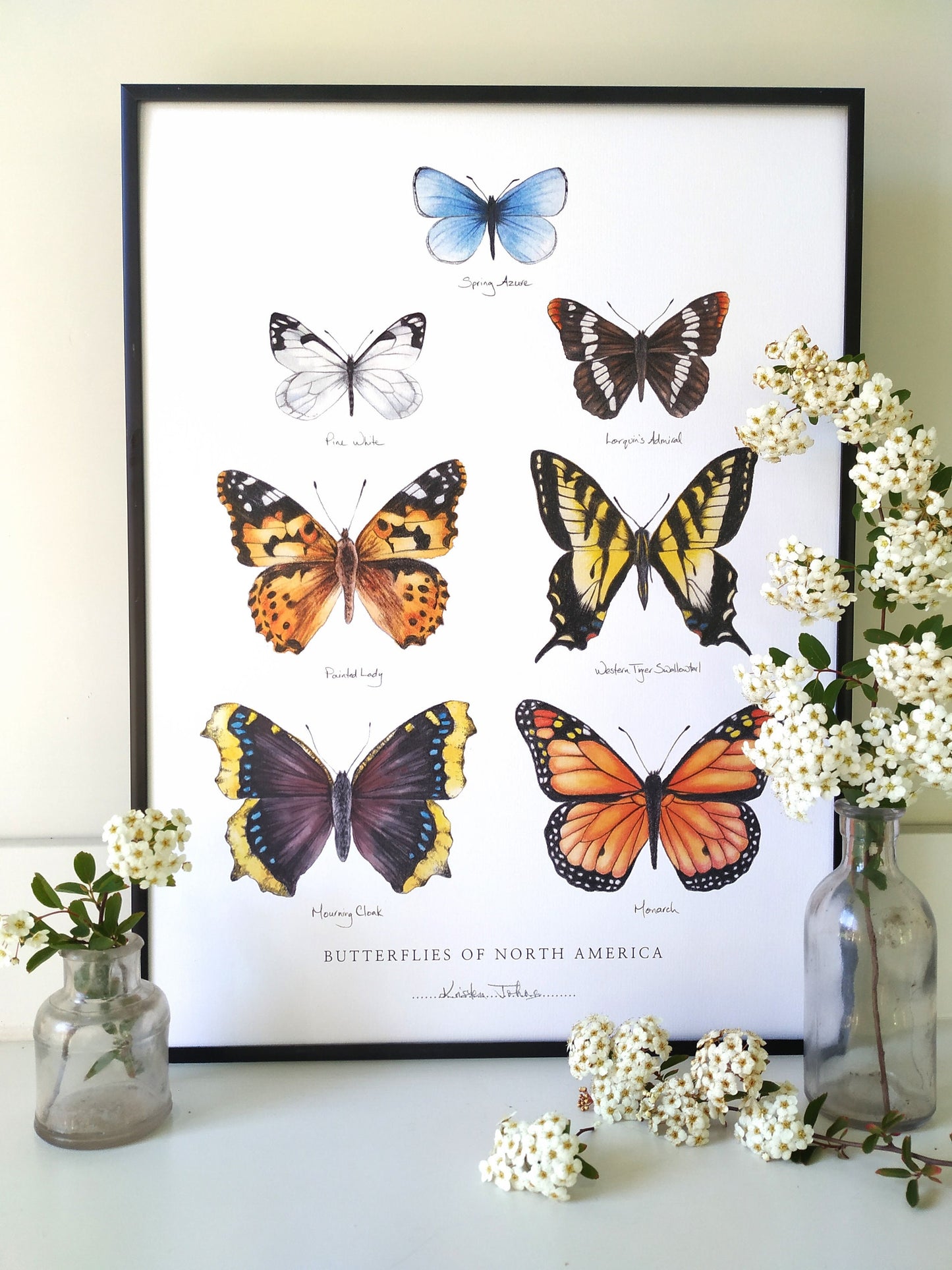 Butterflies of North America - Art Print