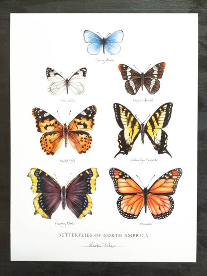 Butterflies of North America - Art Print