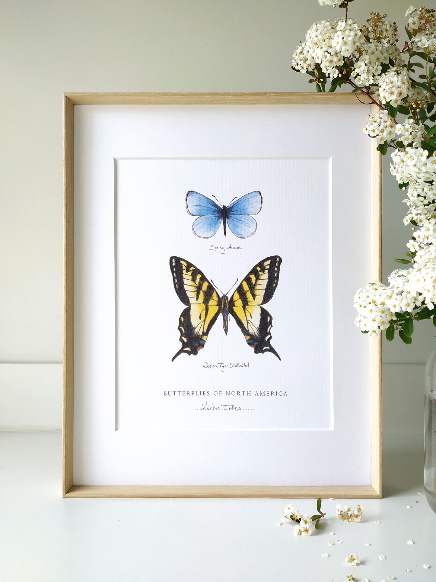 Butterflies of North America (blue azure & swallowtail) - Art Print