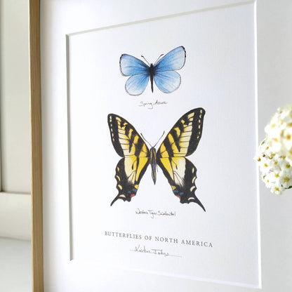 Butterflies of North America (blue azure & swallowtail) - Art Print