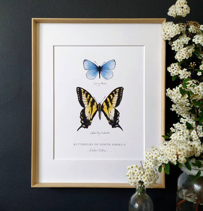 Butterflies of North America (blue azure & swallowtail) - Art Print