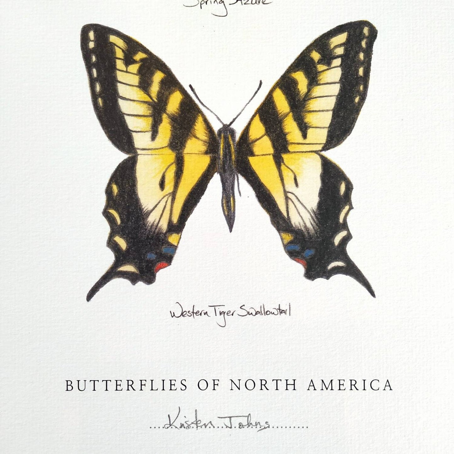 Butterflies of North America (blue azure & swallowtail) - Art Print