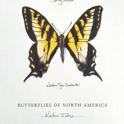 Butterflies of North America (blue azure & swallowtail) - Art Print