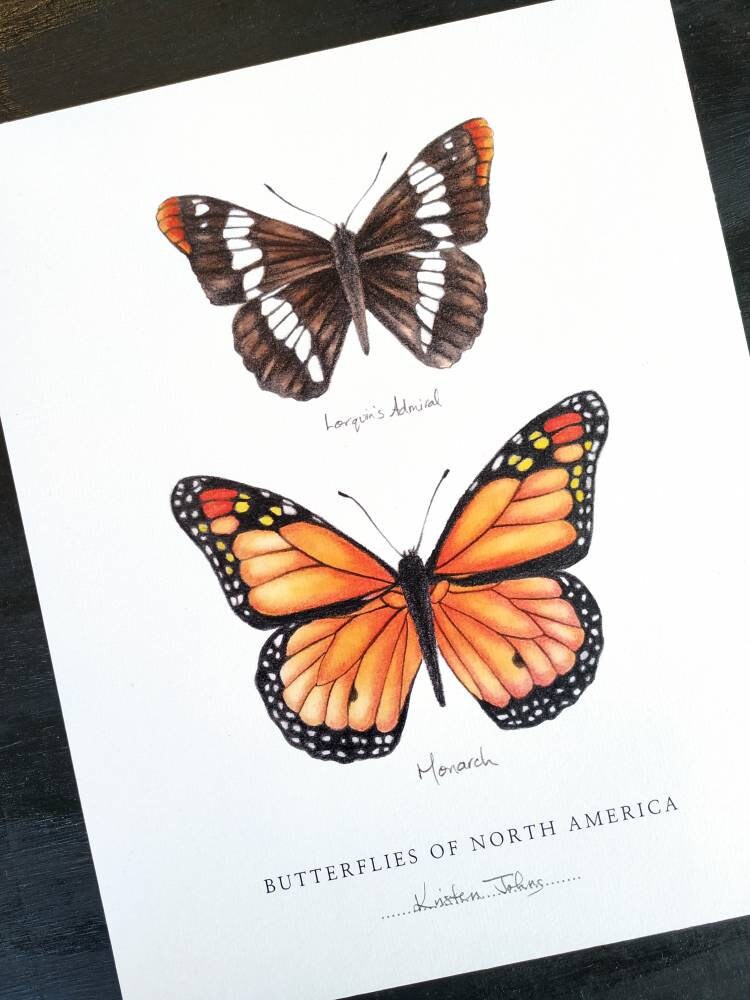 Butterflies of North America (admiral & monarch) - Art Print