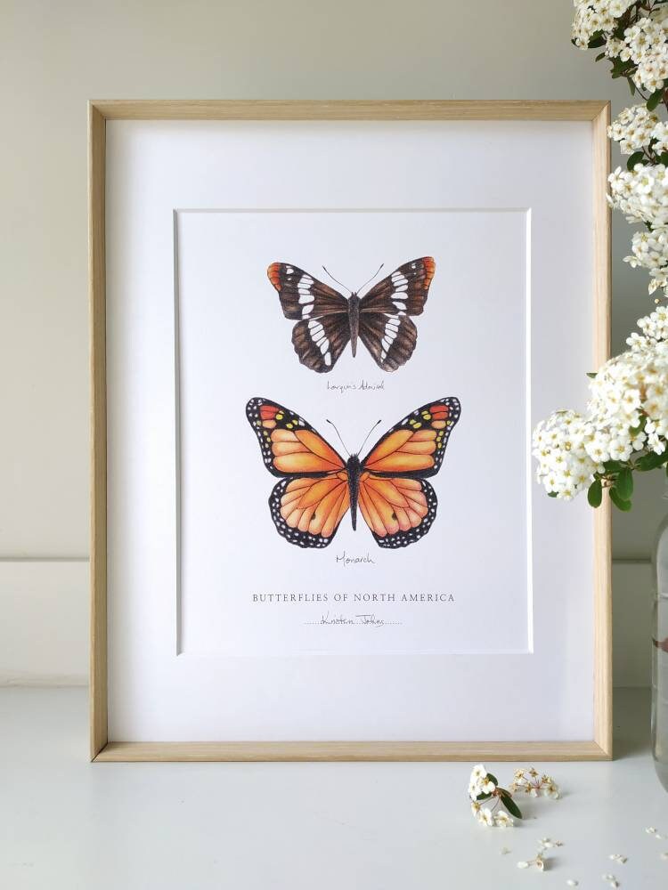 Butterflies of North America (admiral & monarch) - Art Print