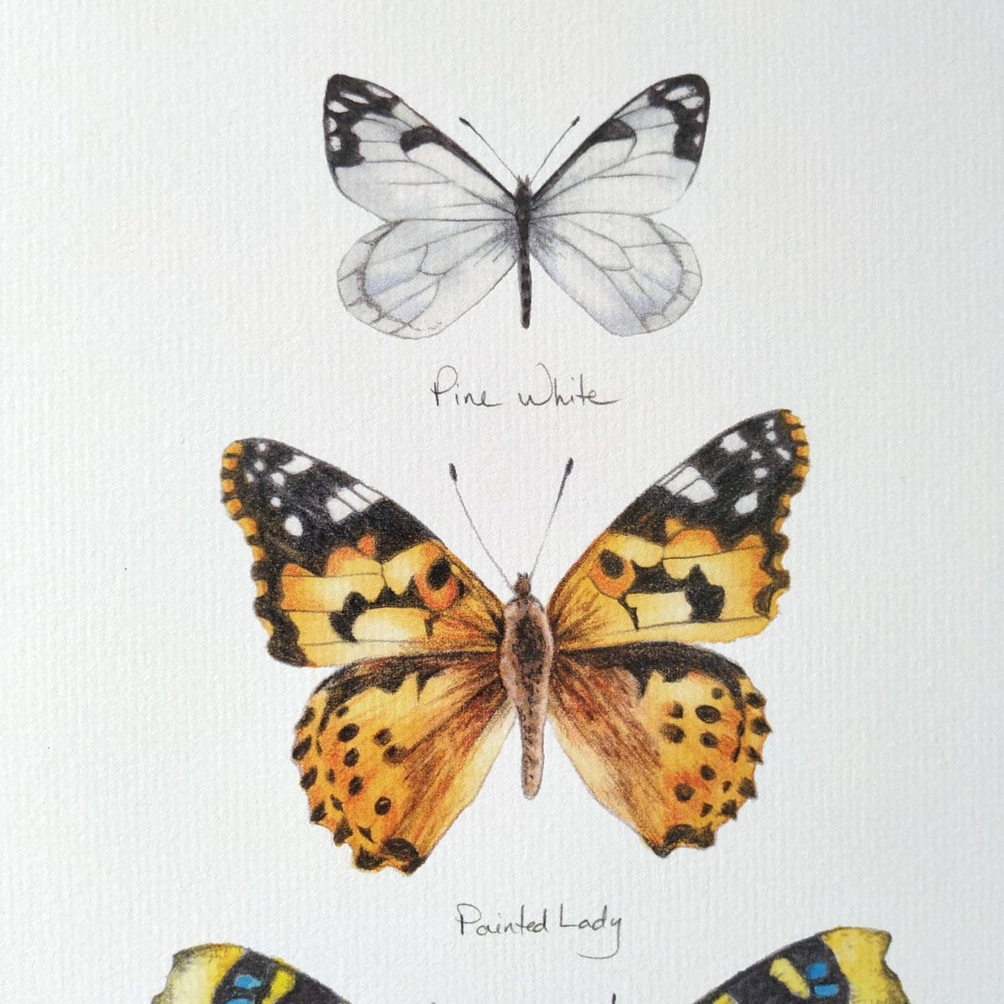 Butterflies of North America (pine white, painted lady & mourning cloak) - Art Print