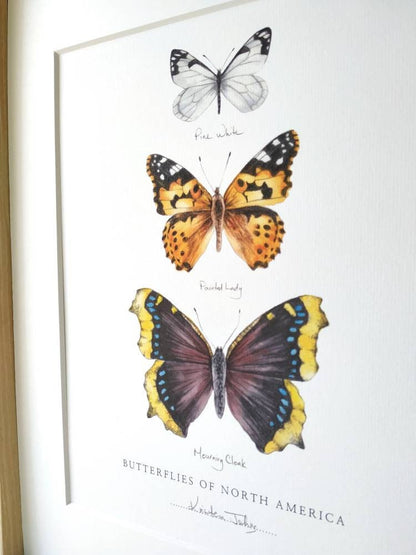 Butterflies of North America (pine white, painted lady & mourning cloak) - Art Print