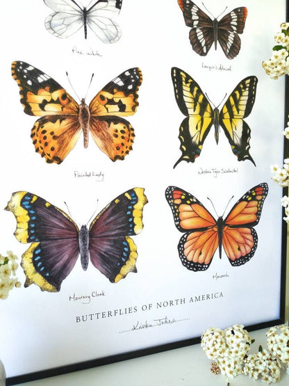 Butterflies of North America - Art Print