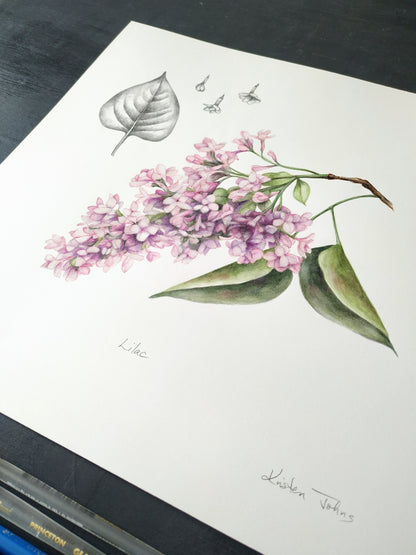 Lilac flower and leaf - original painting, 11x11 inches