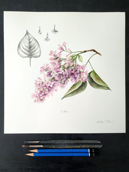 Lilac flower and leaf - original painting, 11x11 inches