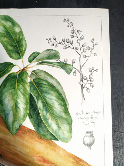 Arbutus Tree Study - original botanical painting, 11x14inches