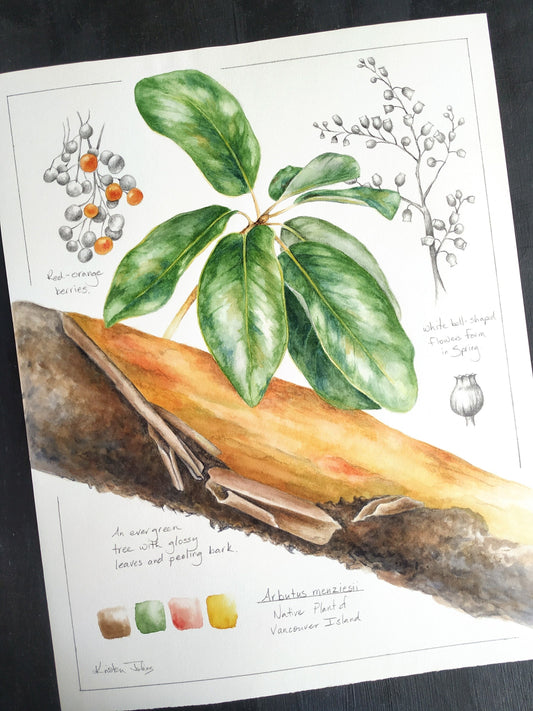 Arbutus Tree Study - original botanical painting, 11x14inches