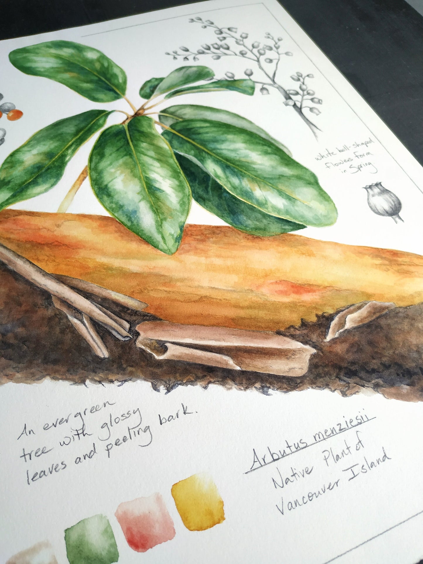 Arbutus Tree Study - original botanical painting, 11x14inches