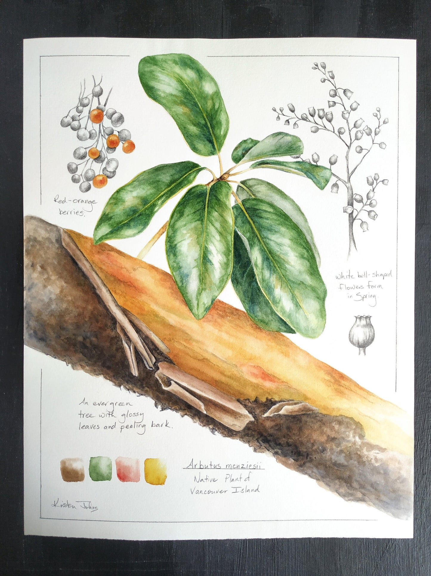 Arbutus Tree Study - original botanical painting, 11x14inches