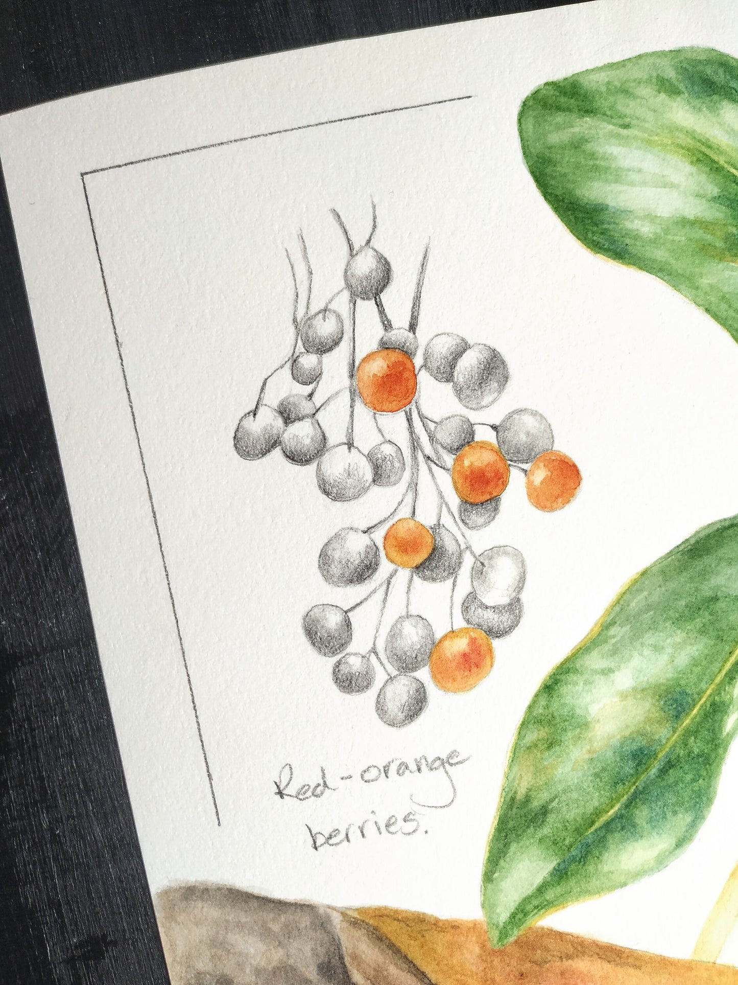 Arbutus Tree Study - original botanical painting, 11x14inches