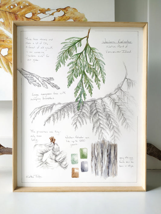 Western Redcedar Tree Study- an original botanical painting by artist Kristen Johns, watercolour, graphite, 11x14in, for the nature lover