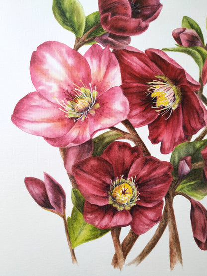 Hellebore Flowers, deep red - Art Print