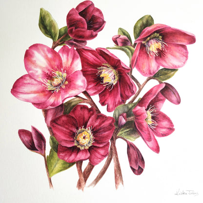 Hellebore Flowers, deep red - Art Print