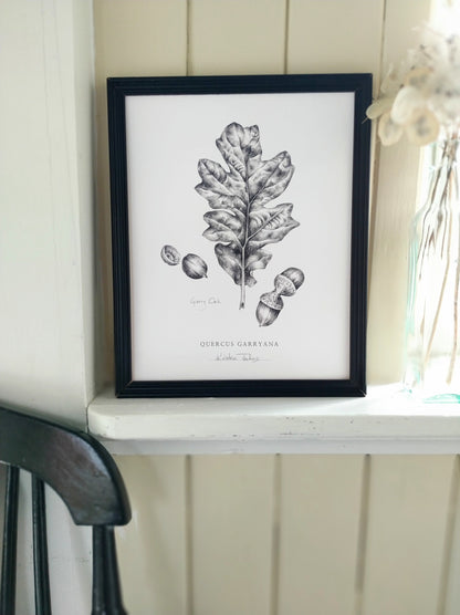 Oak Leaf - Botanical Art Print