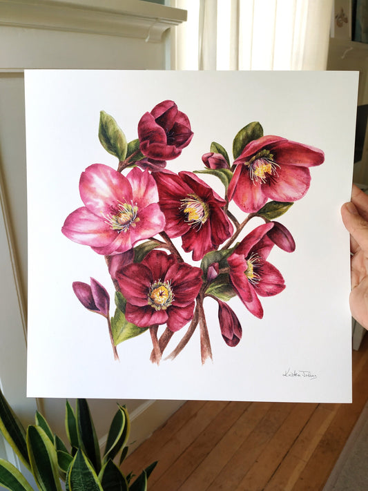 Hellebore Flowers, deep red - Art Print