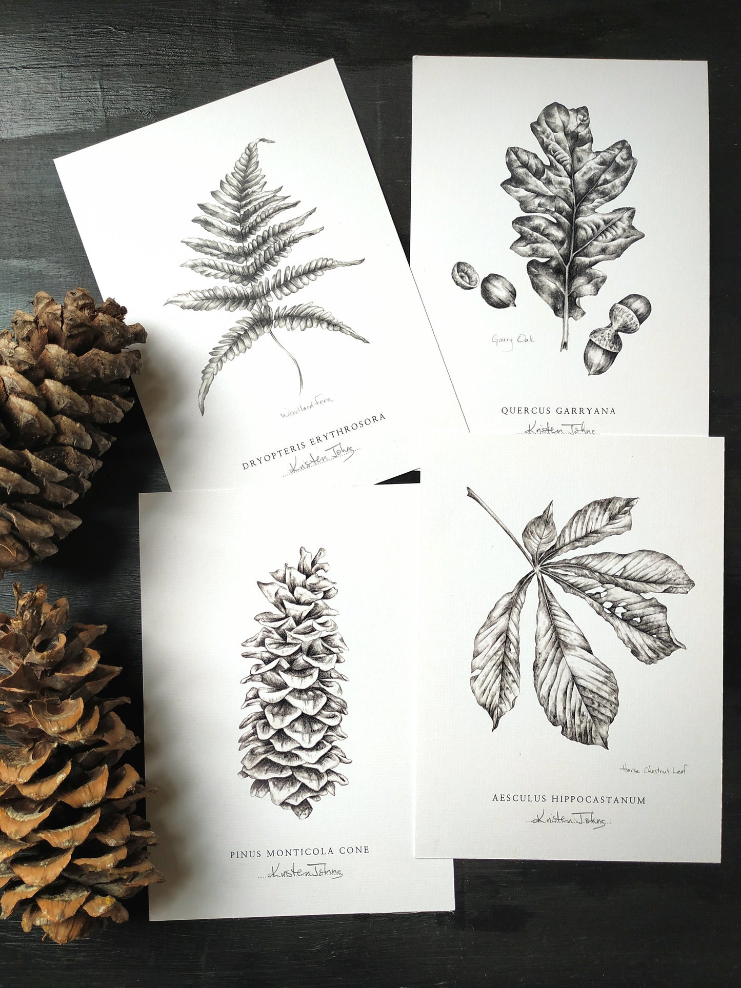 Set of 4, Botanical Art Prints - choose from 15 plants