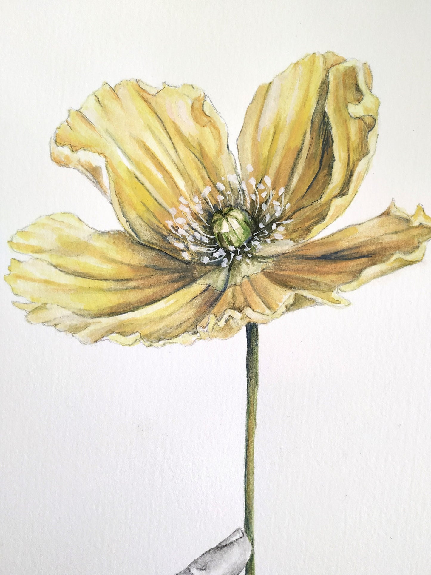 Lifting a yellow poppy - original painting, 9x12inches