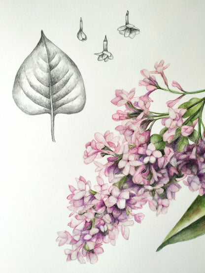 Lilac flower and leaf - original painting, 11x11 inches