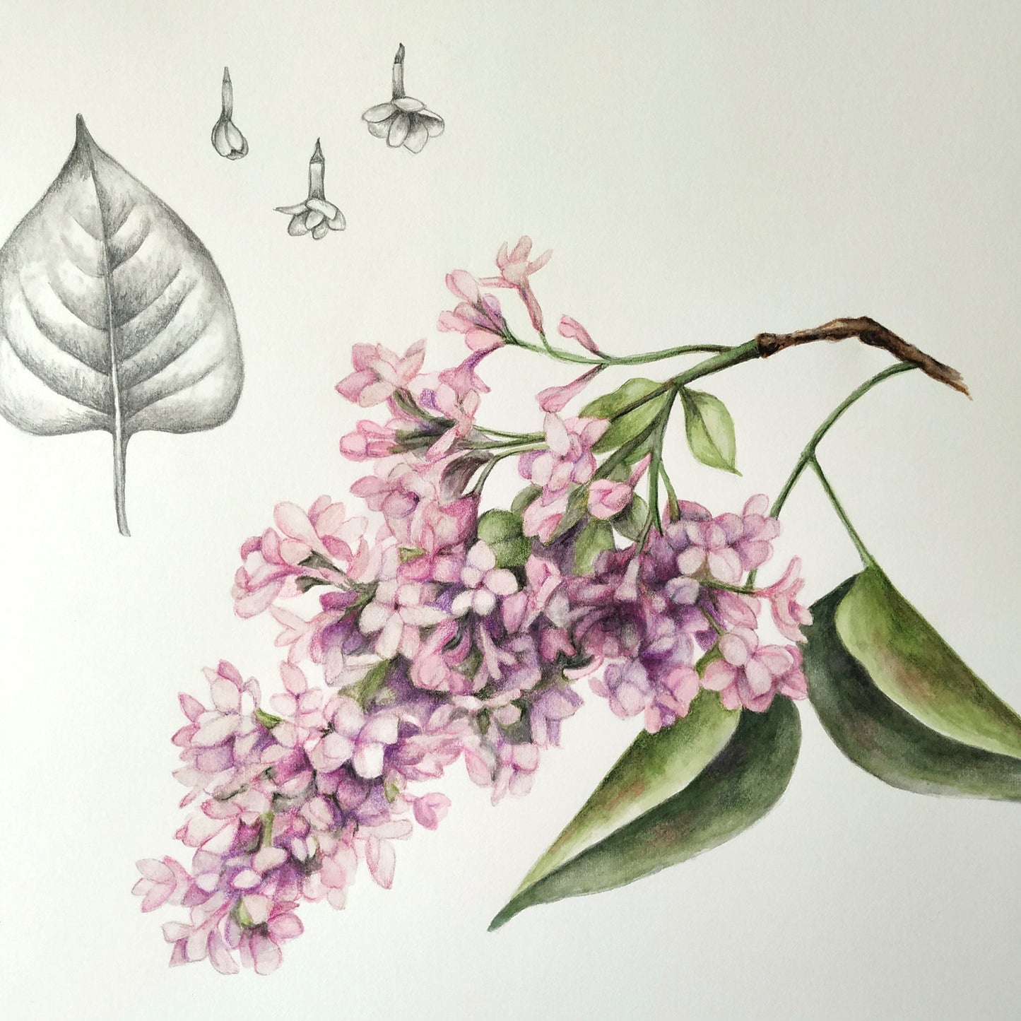 Lilac flower and leaf - original painting, 11x11 inches