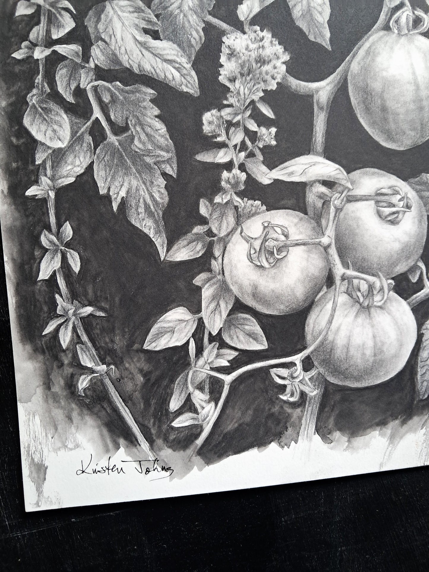 Tomatoes and Oregano, an original drawing by artist Kristen Johns, 9x12 inch, graphite on paper, for the garden lover & art collector