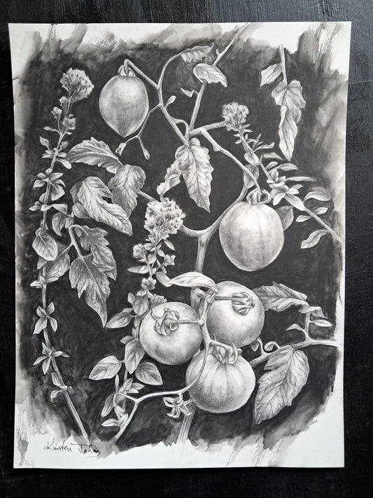 Tomatoes and Oregano, an original drawing by artist Kristen Johns, 9x12 inch, graphite on paper, for the garden lover & art collector