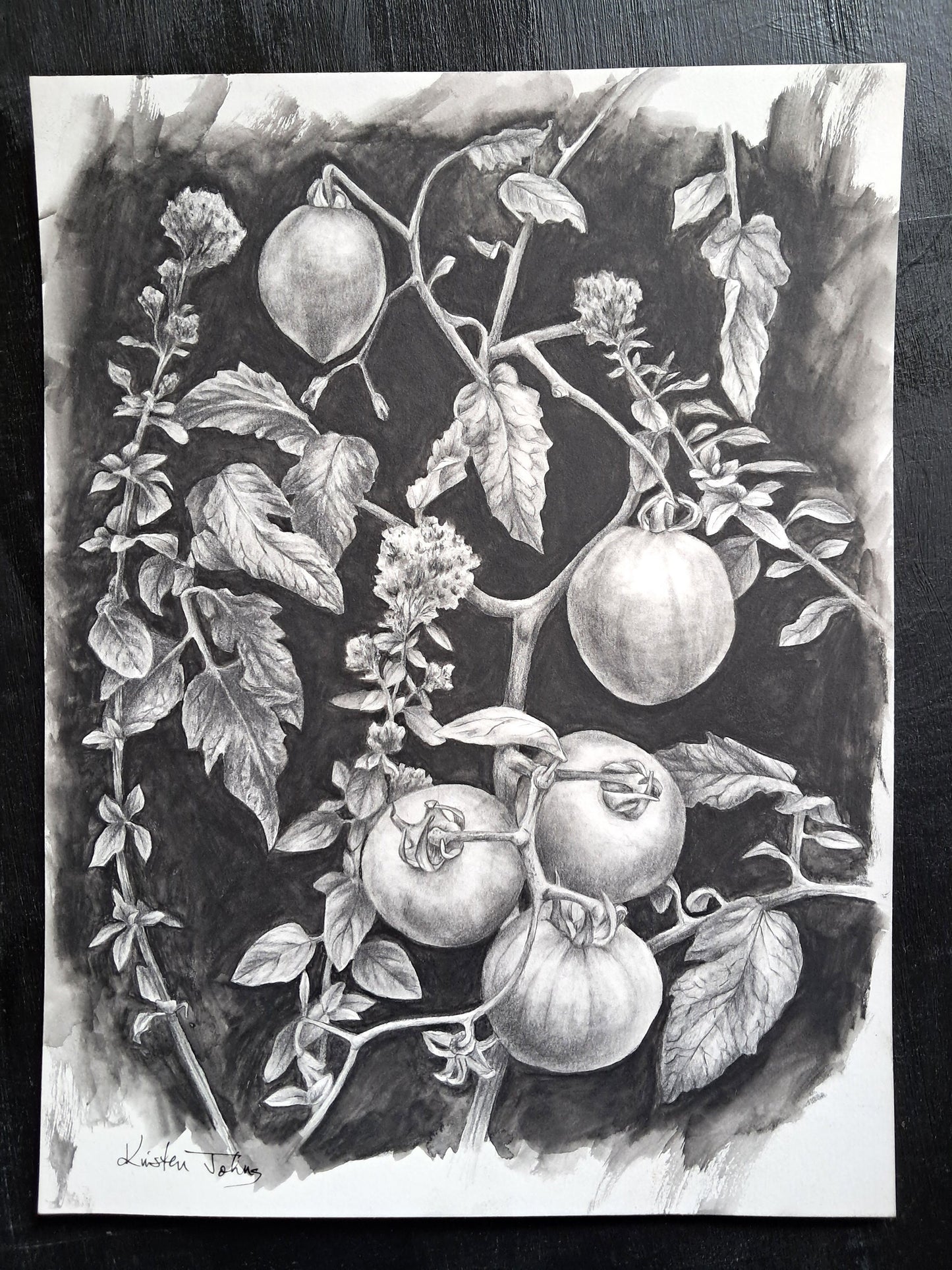 Tomatoes and Oregano, an original drawing by artist Kristen Johns, 9x12 inch, graphite on paper, for the garden lover & art collector