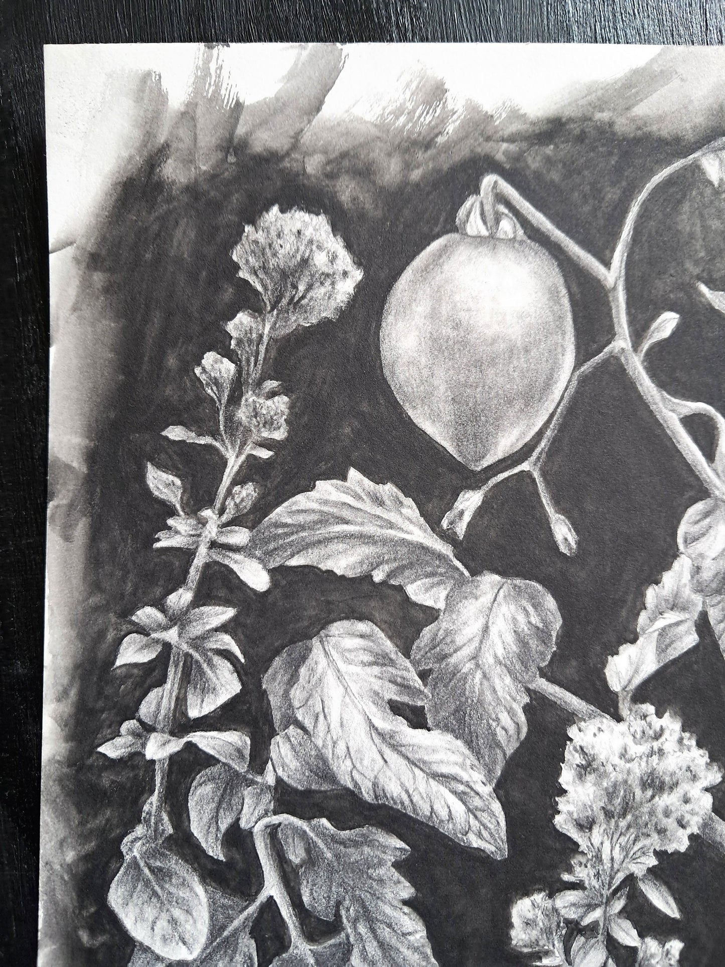 Tomatoes and Oregano, an original drawing by artist Kristen Johns, 9x12 inch, graphite on paper, for the garden lover & art collector